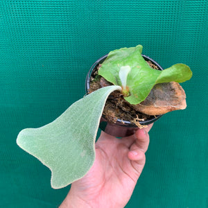 Platycerium - Andinum