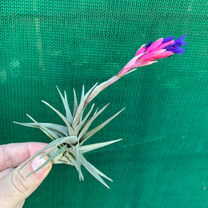 Tillandsia - Aeranthos Small Purple ex. Germany
