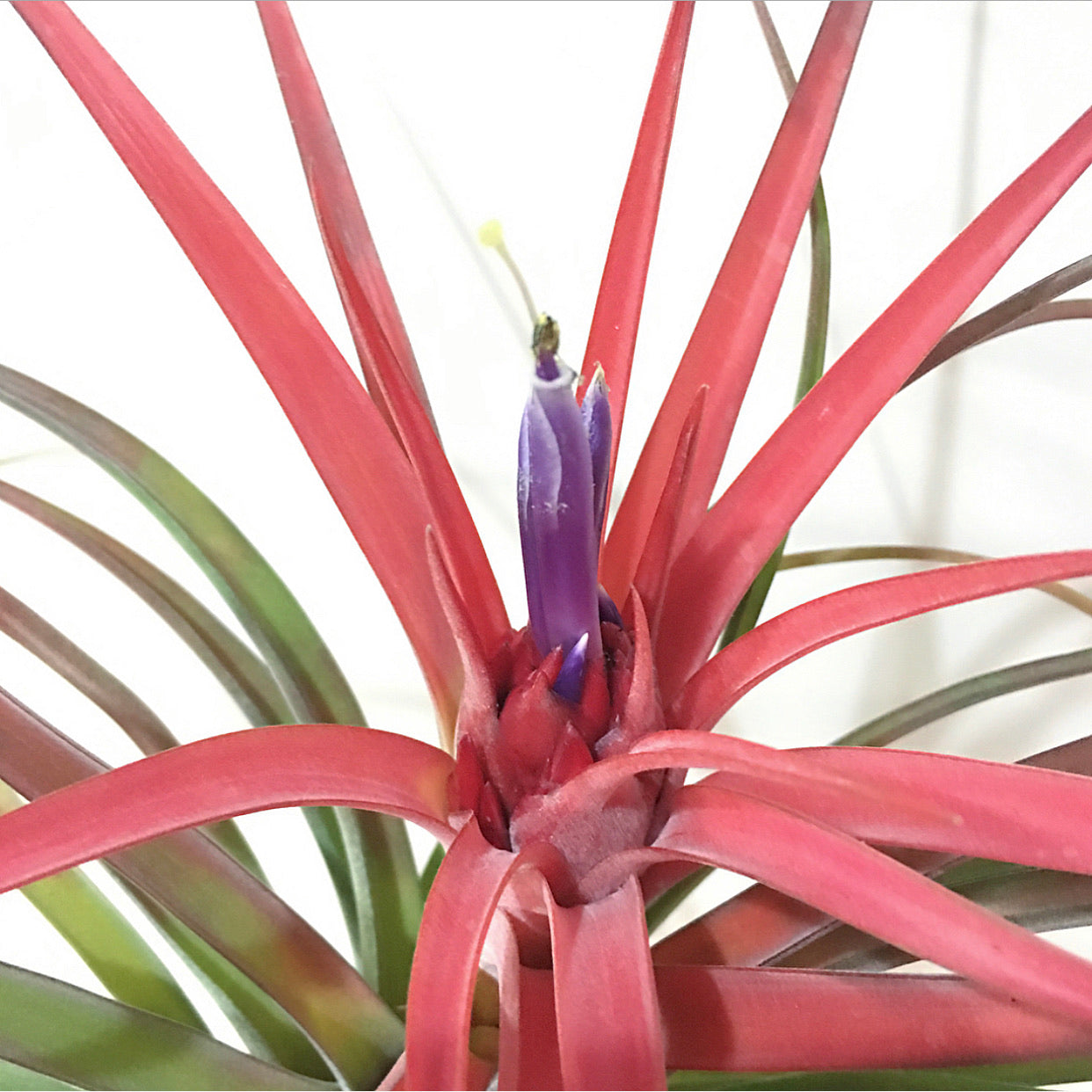 Tillandsia - Velutina