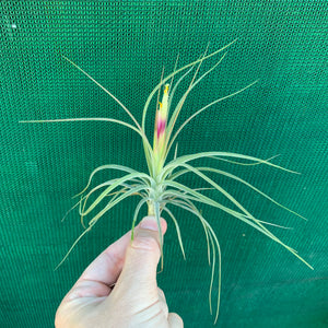 Tillandsia - x rectifolia