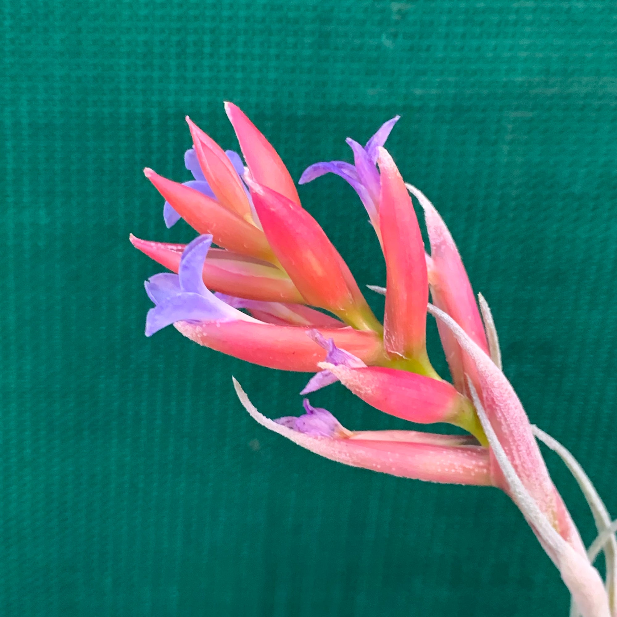 leonamiana air plant Tillandsia - leonamiana Brent ex. PT