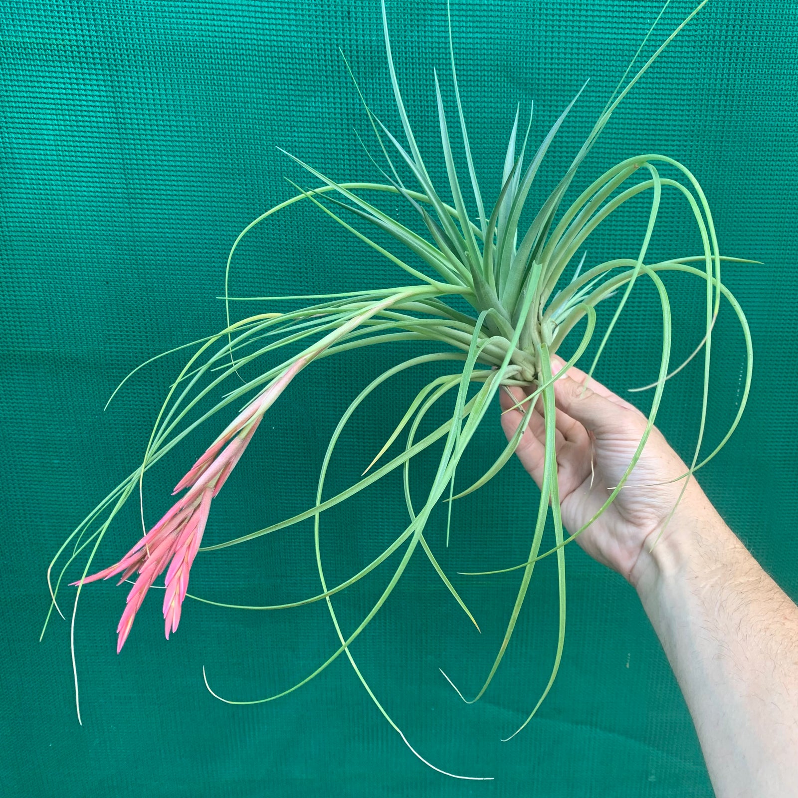 Tillandsia - Holm’s Verlesglo ex. PT