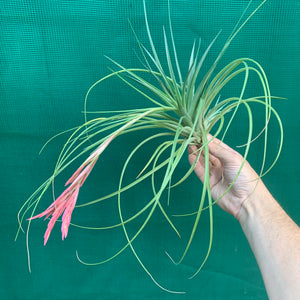 Tillandsia - Holm’s Verlesglo ex. PT
