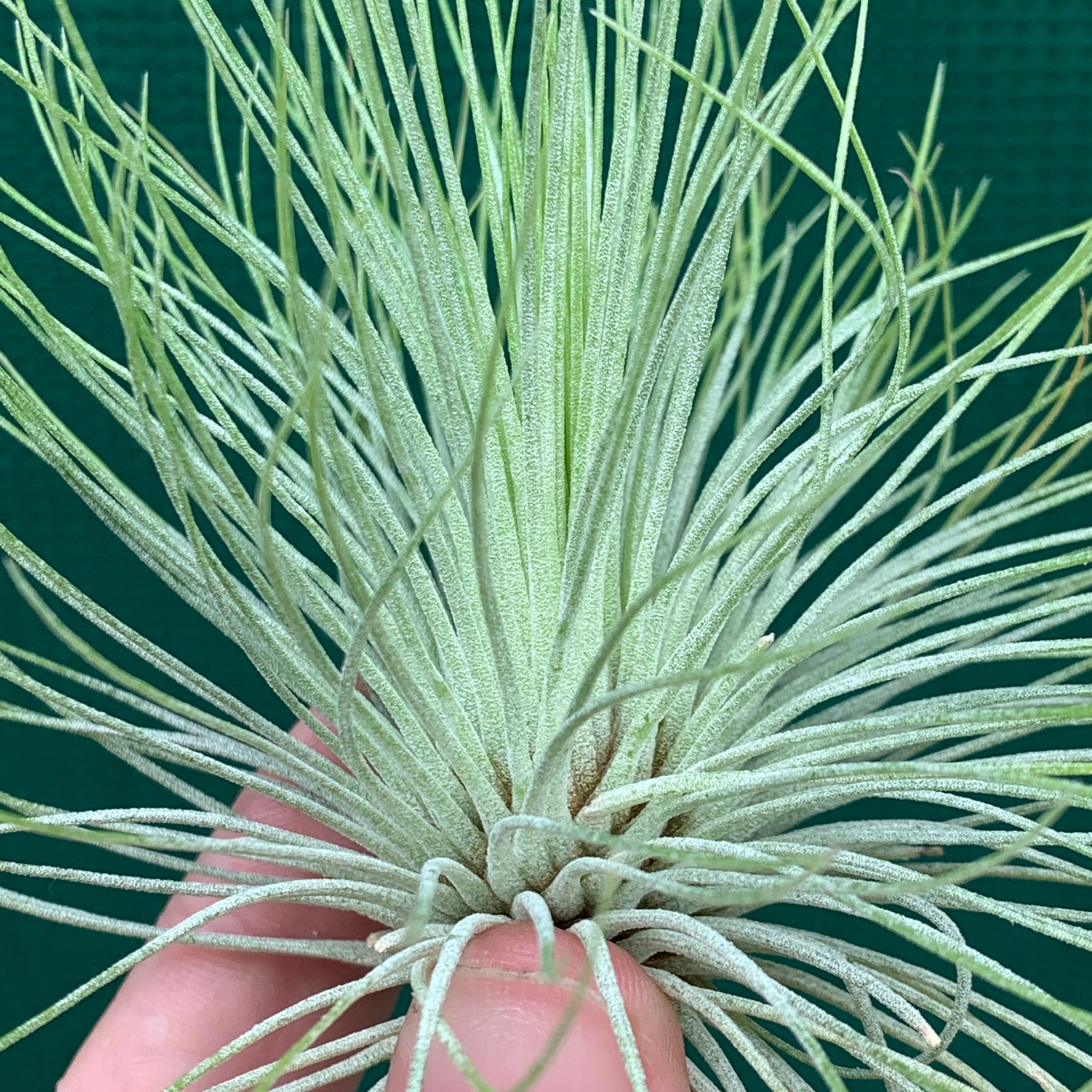 andreana air plant care Tillandsia - andreana ex. CC