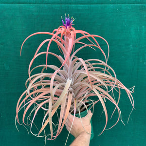 Tillandsia - NOID ‘APD014’