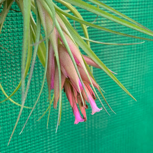 Tillandsia - geminiflora x globosa ex PT