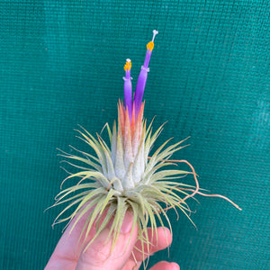 Tillandsia - ionantha ‘APD005’