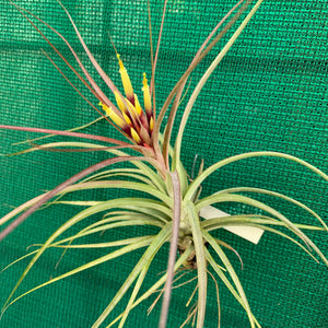 Tillandsia - brachycaulos x schiedeana