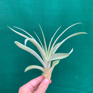 Tillandsia - NOID ‘APD014’