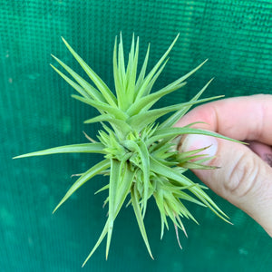 Tillandsia - aeranthos 'Miniata'