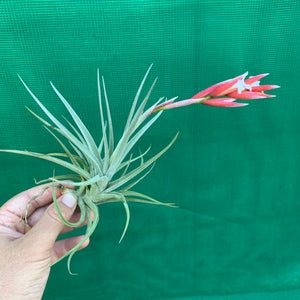 Tillandsia - toropiensis ‘Vila Velma’