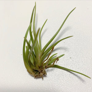 Tillandsia - albertiana ex. CC