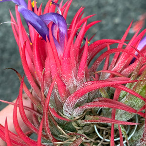 Tillandsia - ionantha 'Fuego' ex. RFI