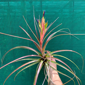 Tillandsia - Widgee ‘Large Form’