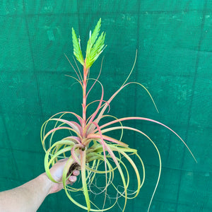 Tillandsia - rothii NEW