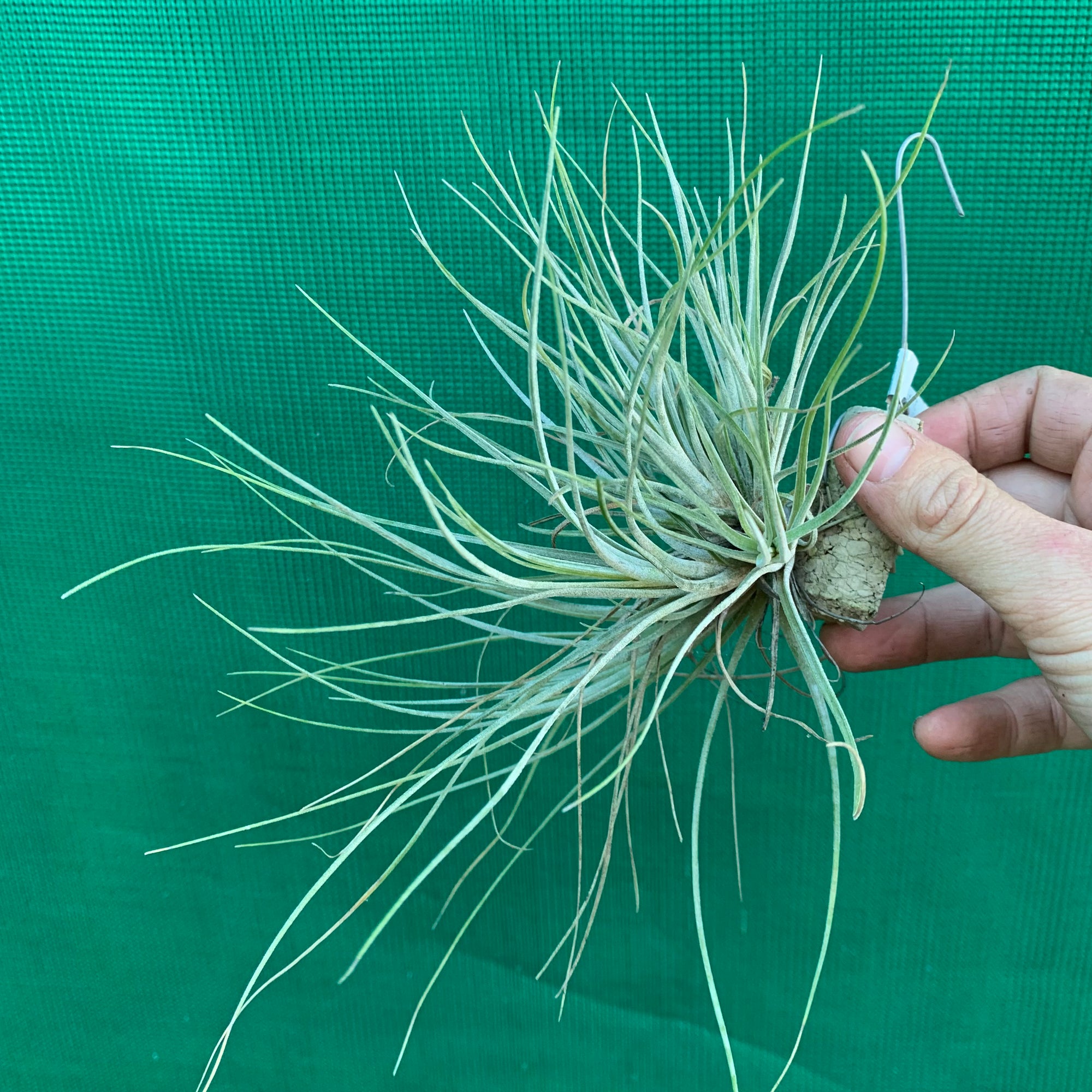 Tillandsia - bartramii