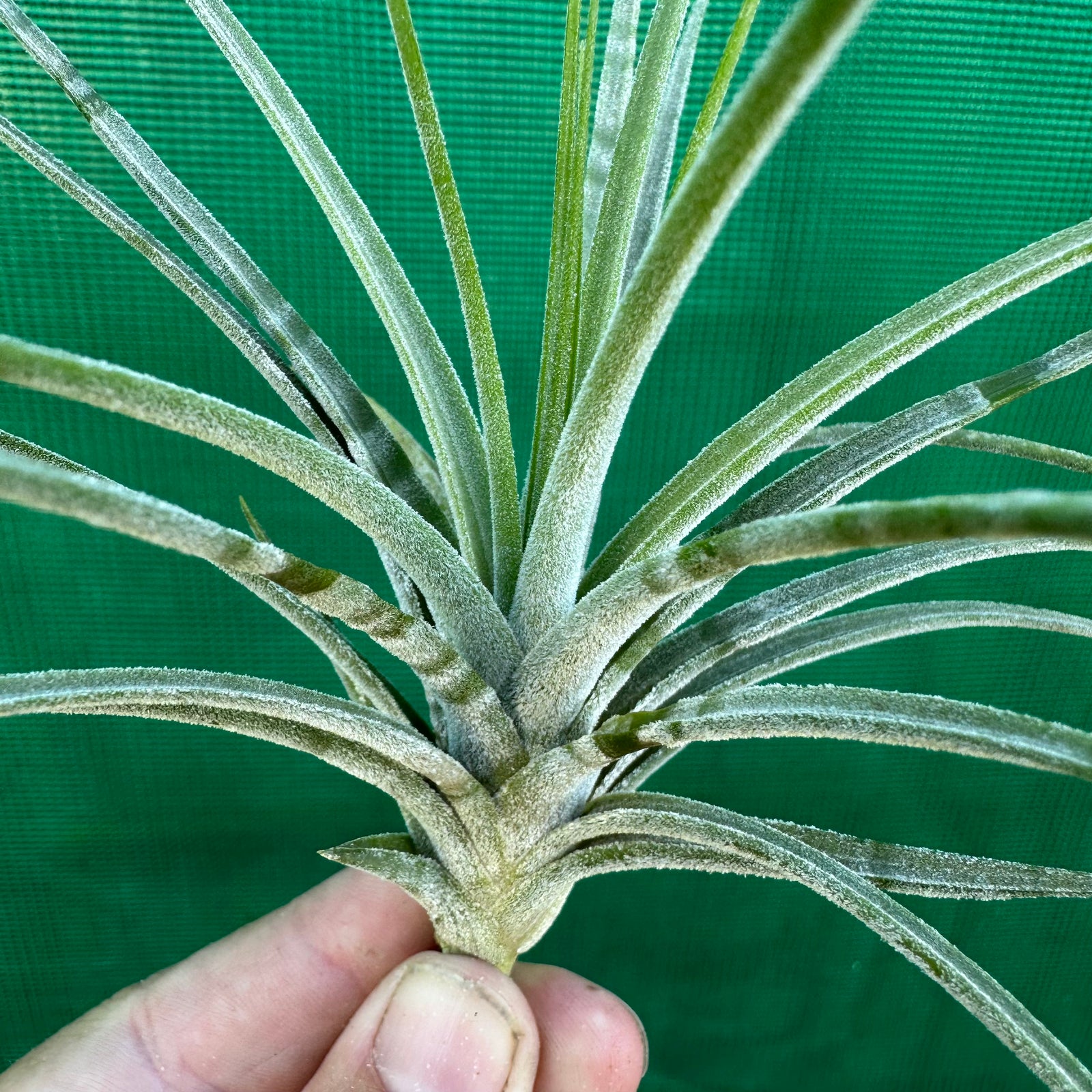 Tillandsia - Green Zebra ex. PT