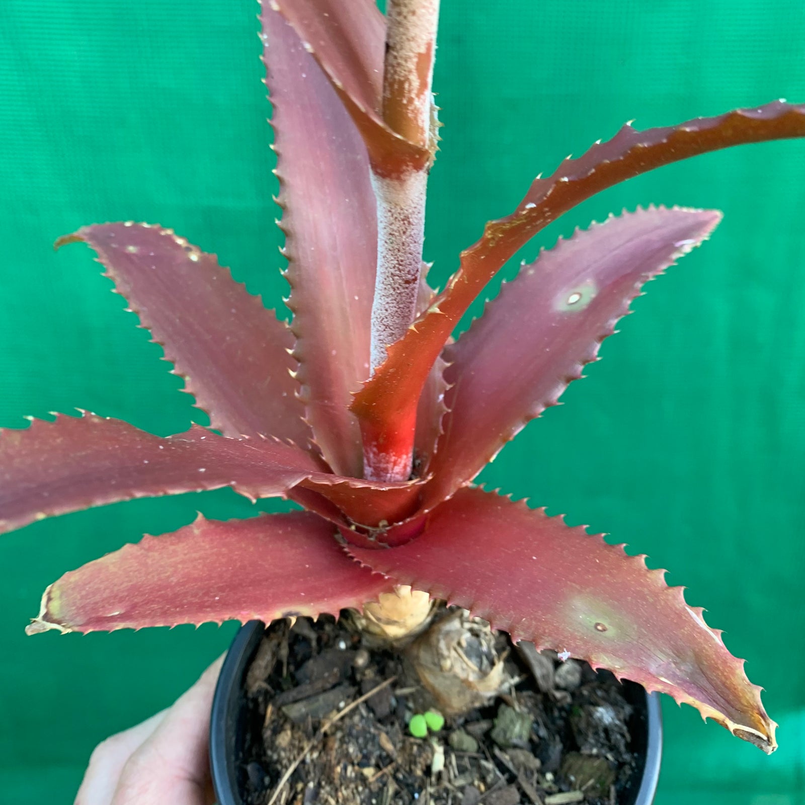 Orthophytum ‘Starlite’