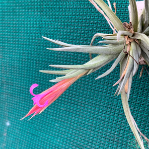 Tillandsia - argentina