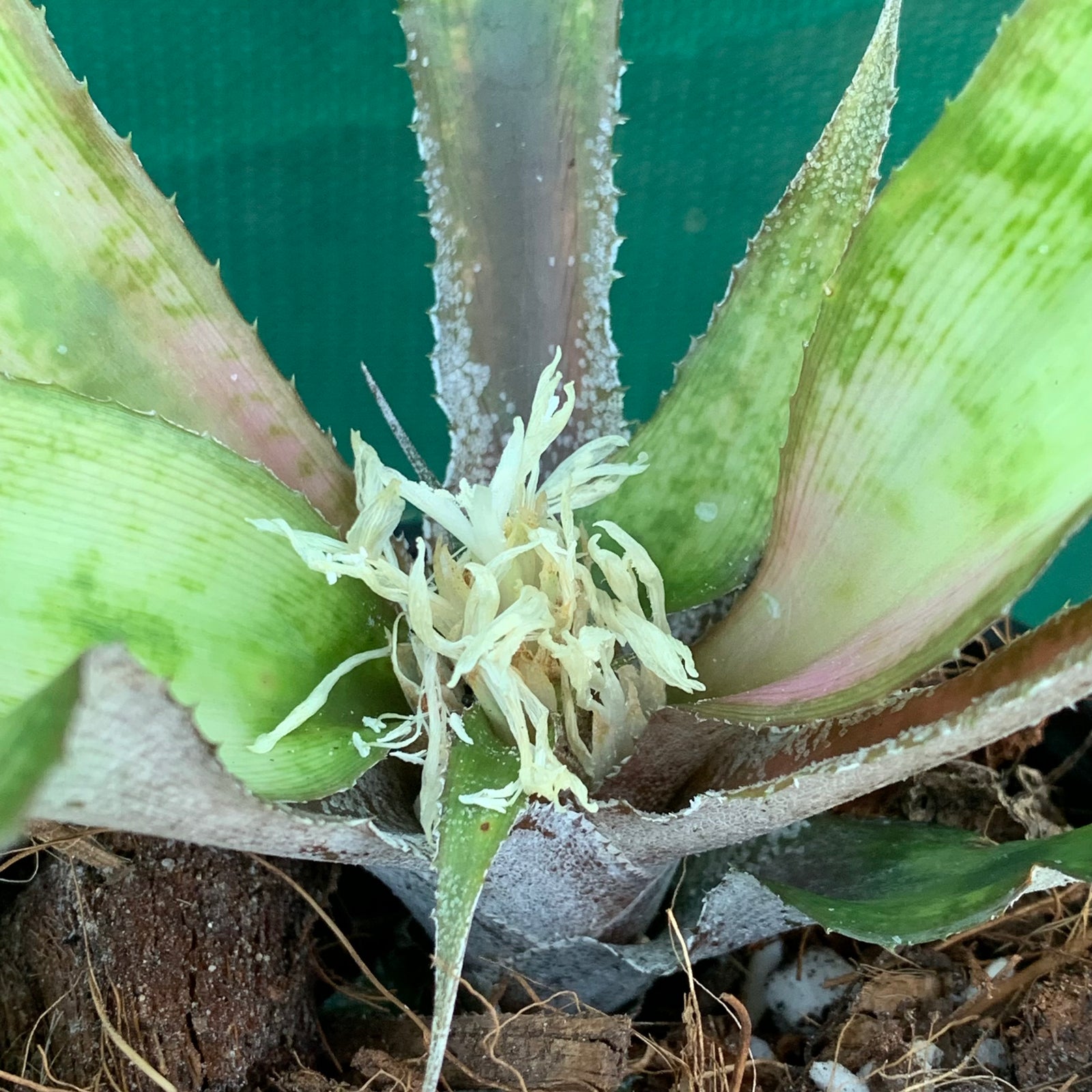 Cryptanthus - Beuckeri