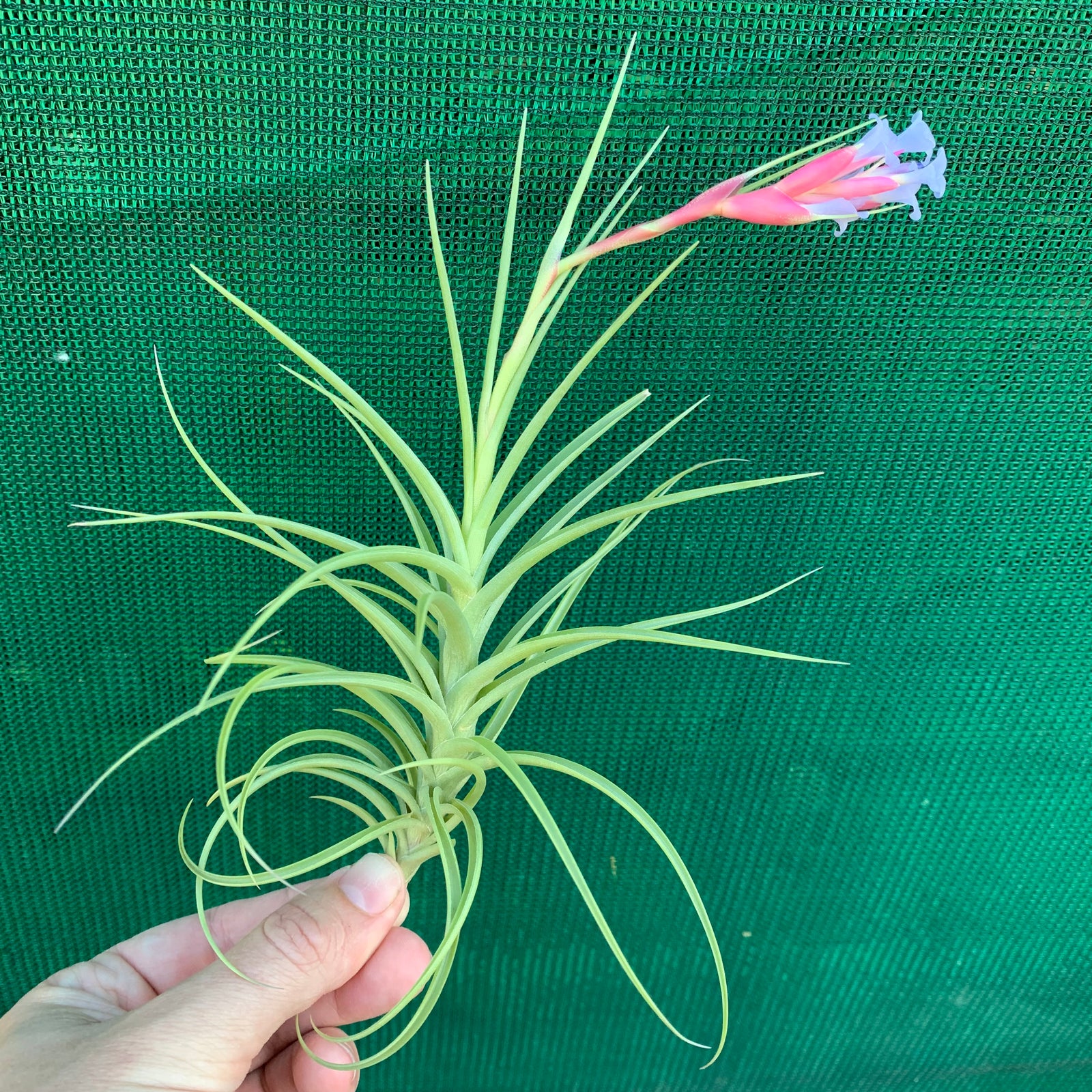 Tillandsia - Confusion ex. CC