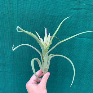 Tillandsia - paucifolia