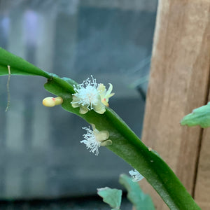 Rhipsalis oblonga - R19