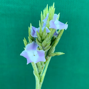 Tillandsia - streptocarpa Len’s Blue x White ex. PT (Fragrant) NEW