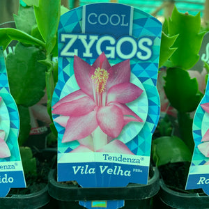 Zygocactus Vila Velha