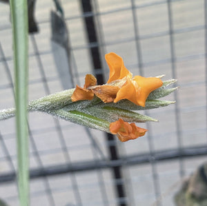 Tillandsia - Mock Orange (Fragrant)