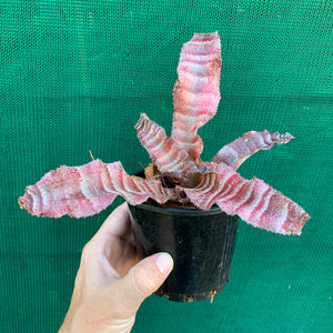 Cryptanthus - Melanie