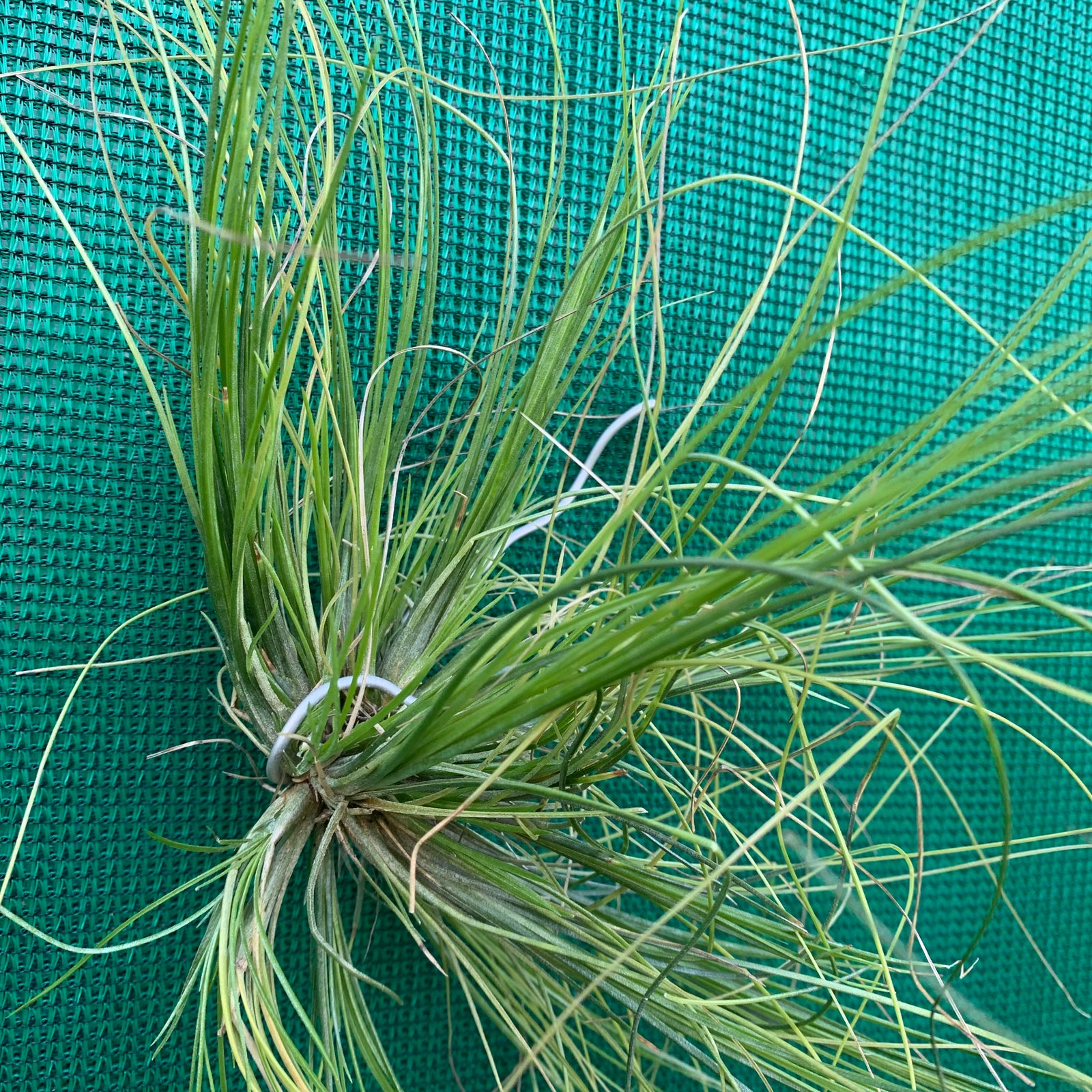 Tillandsia - remota (Fragrant) ex. CC