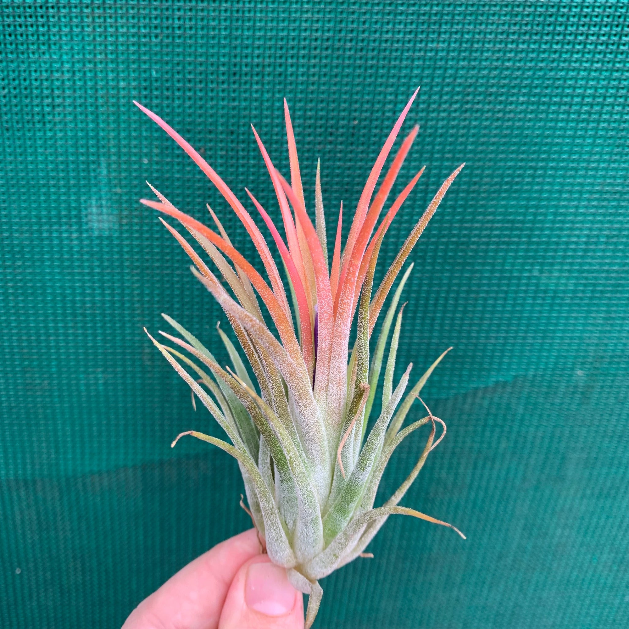 Tillandsia いそがしく ionantha haselnuss ex. KK 絶版