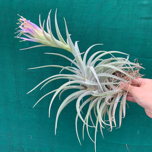 Tillandsia - hondurensis ex. OM