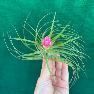 Tillandsia - stricta