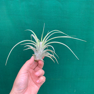 Tillandsia - Silver Trinket