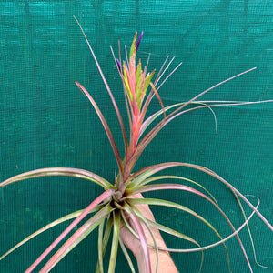 Tillandsia - Widgee ‘Large Form’