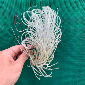 Tillandsia - Tectorum ‘Enano’