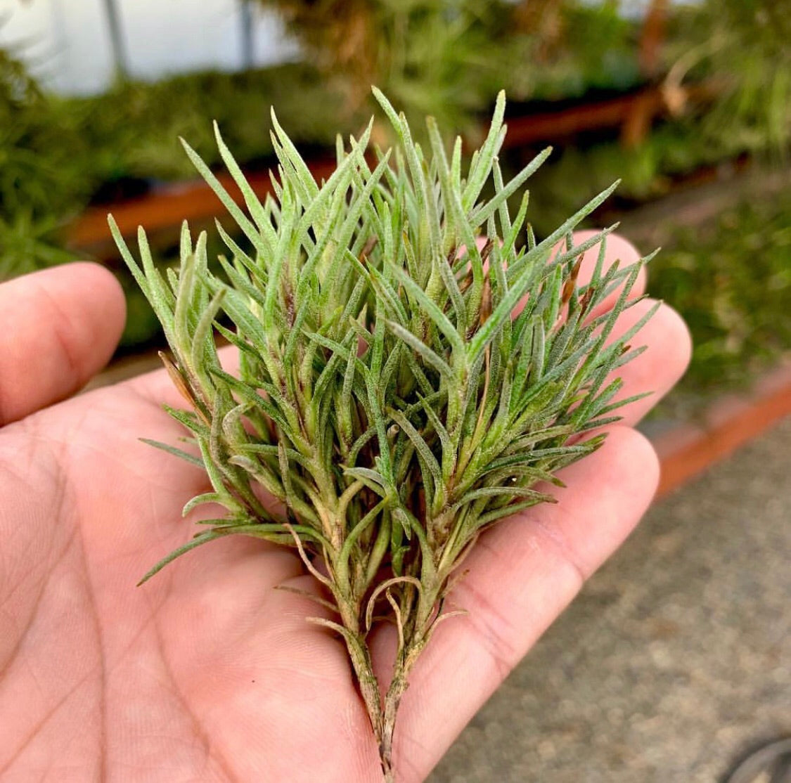 Tillandsia - capillaris