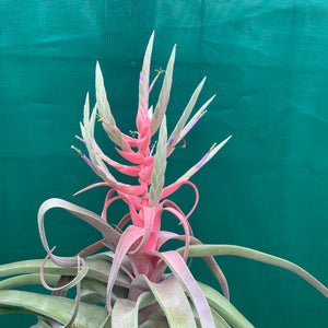 Tillandsia - streptophylla ‘Giant Form’