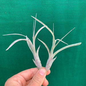 Tillandsia - Star Trek ex. PB
