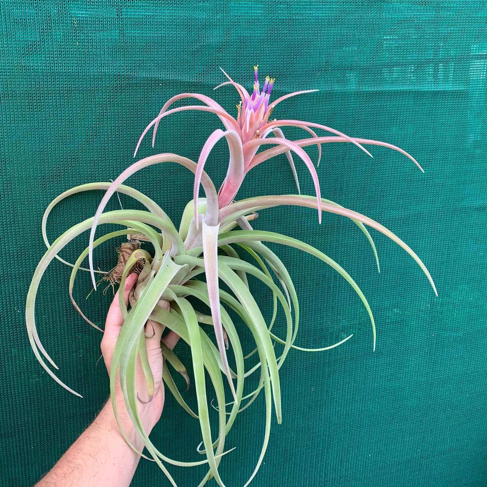 Tillandsia - My Sweet Rose
