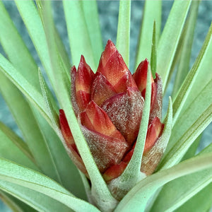 Tillandsia - Hal’s Nidus