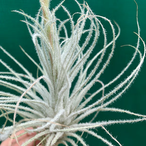 Tillandsia - Tectorum ‘Enano’