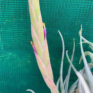 Tillandsia - mitlaensis (Wholesale)