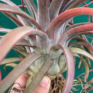 Tillandsia - Eric The Red