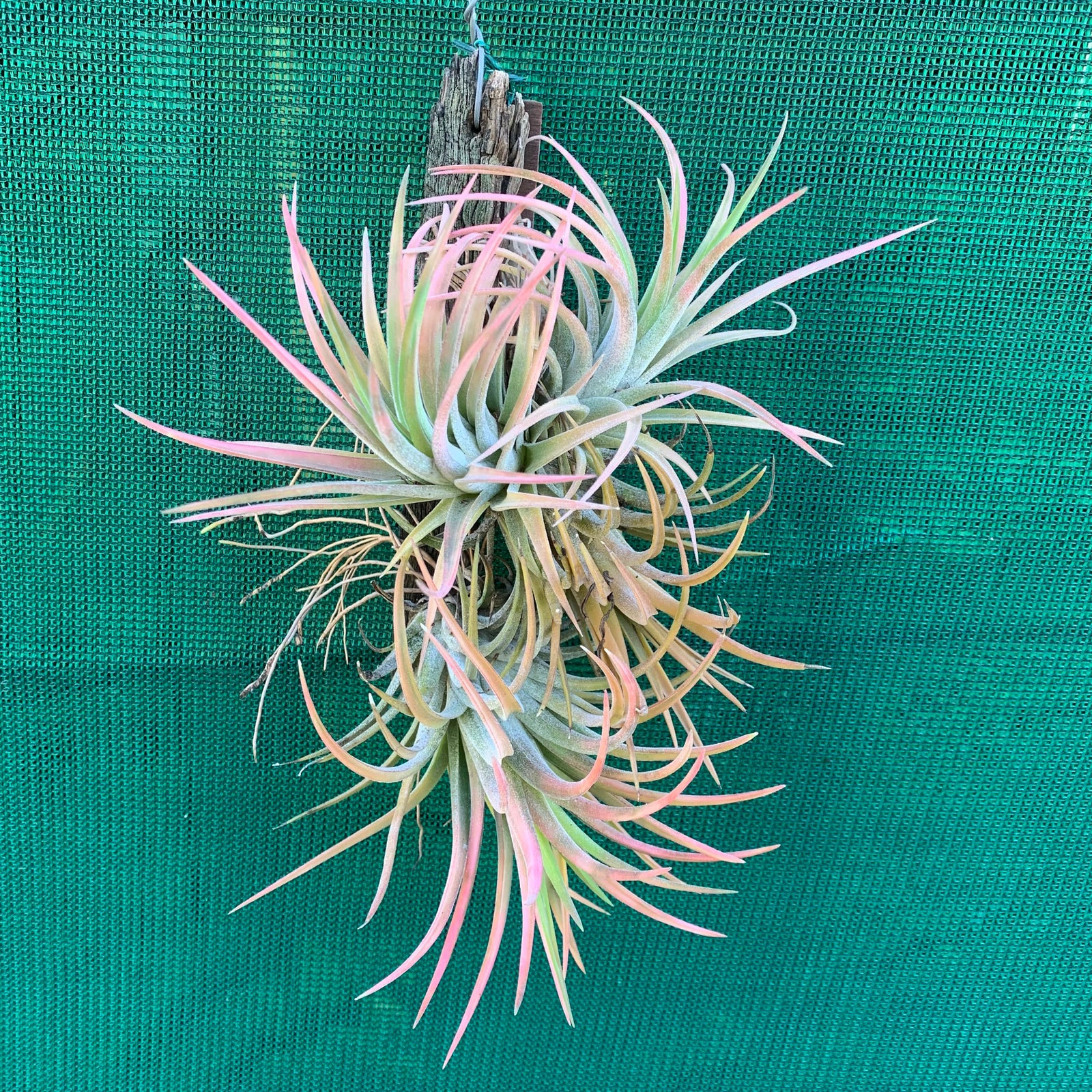 Tillandsia - ionantha ‘Maxima’