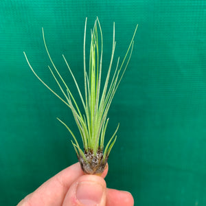 Tillandsia - filifolia