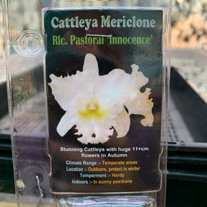 Orchid - Cattleya Mericlone ‘Rlc Pastoral Innocence’