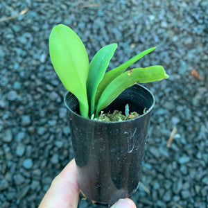 Orchid - Cattleya Alliance C. Snow White